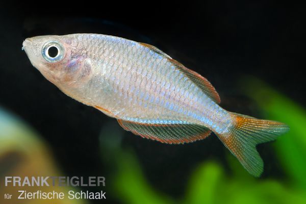 Diamantregenbogenfisch / Melanotaenia praecox